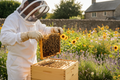Beekeeping Experience